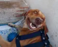 Cachorro Macho