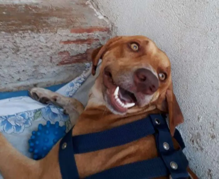 Cachorro ra a SRD idade 1 ano nome Cachorro Macho