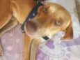 Cachorro Macho