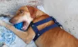 Cachorro Macho
