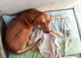 Cachorro Macho