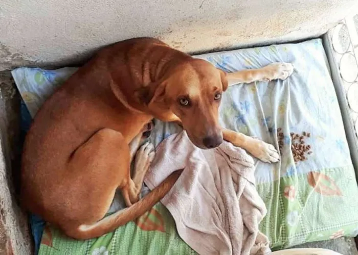 Cachorro ra a SRD idade 1 ano nome Cachorro Macho