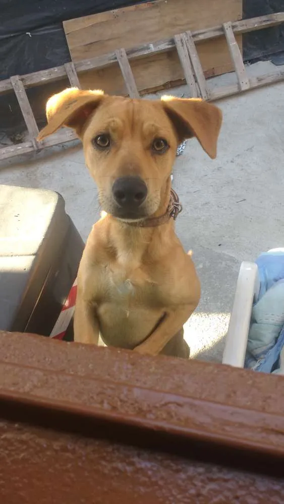 Cachorro raça Não definida idade 7 a 11 meses nome Billy