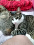 Milu