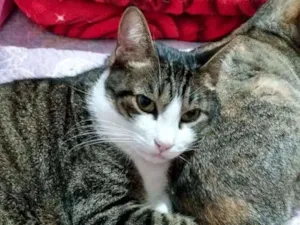 Gato raça Srd idade 4 anos nome Milu
