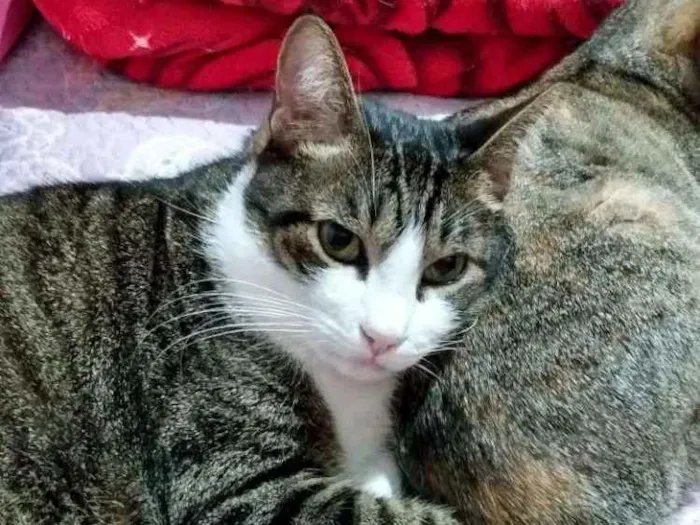 Gato ra a Srd idade 4 anos nome Milu