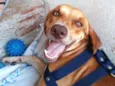 Cachorro Macho