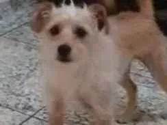 Cachorro ra a Puldo com Basset idade 1 ano nome Lori 