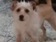 Lori