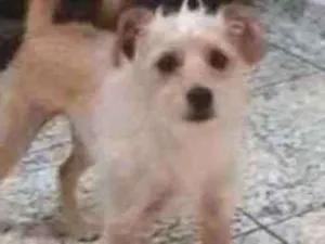 Cachorro raça Puldo com Basset idade 1 ano nome Lori 