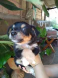 Filhotinhos