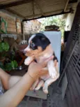 Filhotinhos