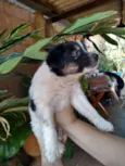 Filhotinhos