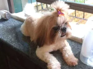 Cachorro raça SHI TISU idade 4 anos nome FRED