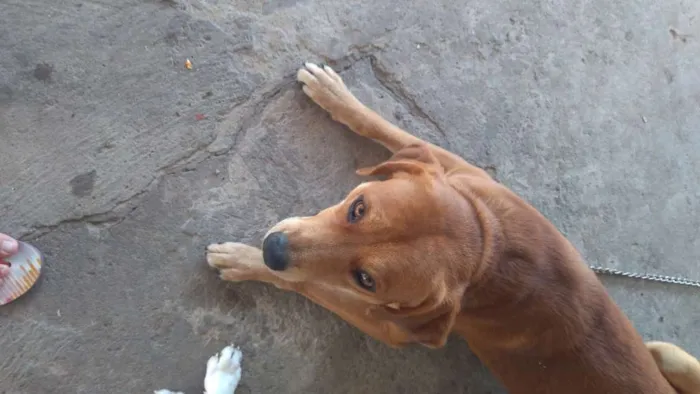 Cachorro ra a Labrador  idade 1 ano nome Escobi 