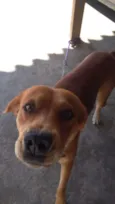 Escobi 