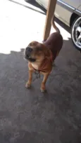 Escobi 
