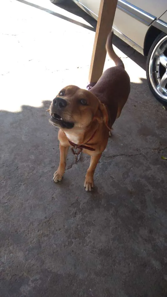 Cachorro ra a Labrador  idade 1 ano nome Escobi 