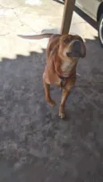 Escobi 