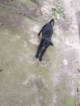 tico