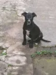 tico