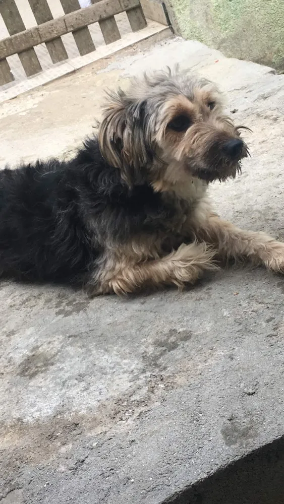 Cachorro ra a Vira lata idade 1 ano nome Pitchuca