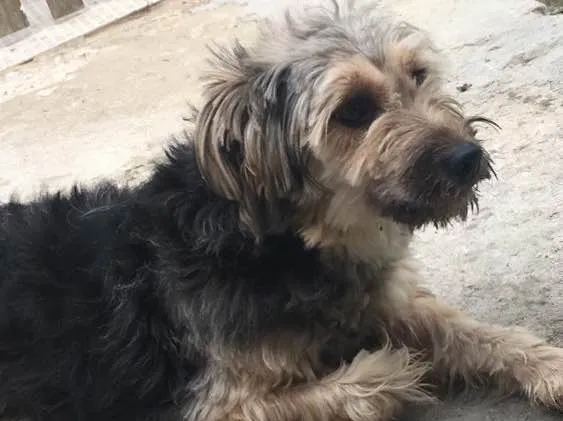 Cachorro ra a Vira lata idade 1 ano nome Pitchuca