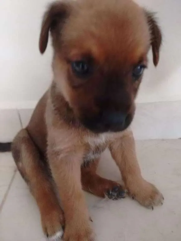 Cachorro ra a American (mae) idade Abaixo de 2 meses nome Duque