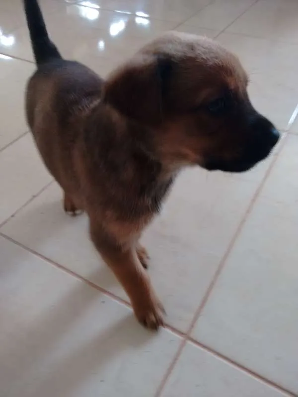 Cachorro ra a American (mae) idade Abaixo de 2 meses nome Duque