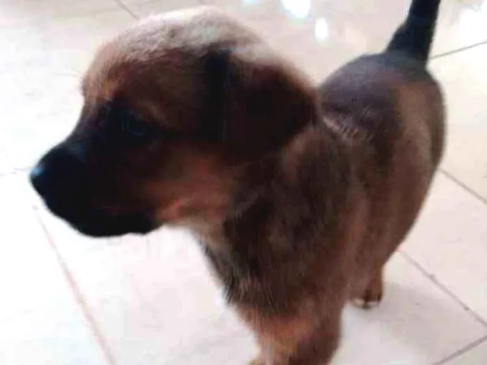 Cachorro ra a American (mae) idade Abaixo de 2 meses nome Duque