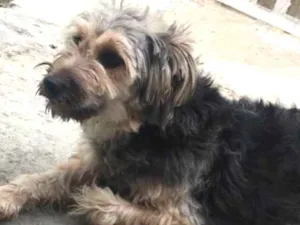 Cachorro raça Vira lata idade 1 ano nome Pitchuca