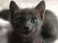 Oliver