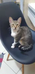 Gato raça Indefinida idade 2 a 6 meses nome Onze