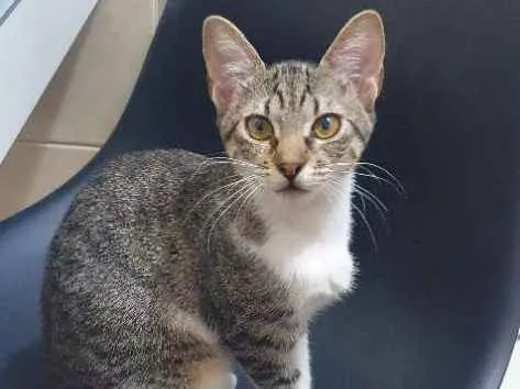 Gato raça Indefinida idade 2 a 6 meses nome Onze