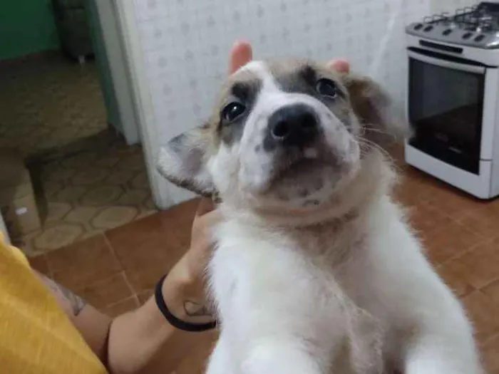 Cachorro ra a Vira lata  idade Abaixo de 2 meses nome Sem nome