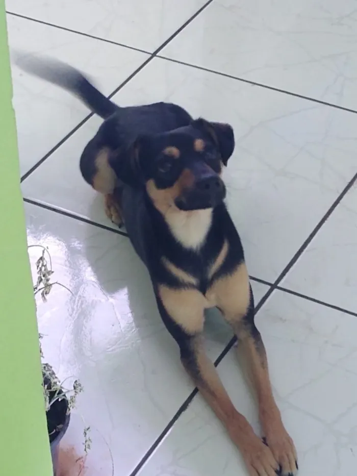 Cachorro raça Viralata idade 1 ano nome Jerold