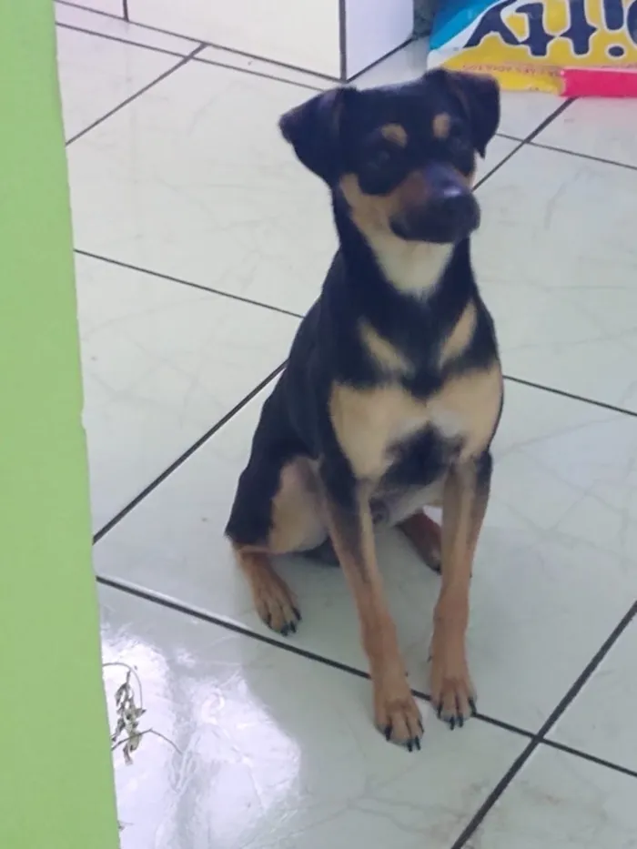 Cachorro raça Viralata idade 1 ano nome Jerold