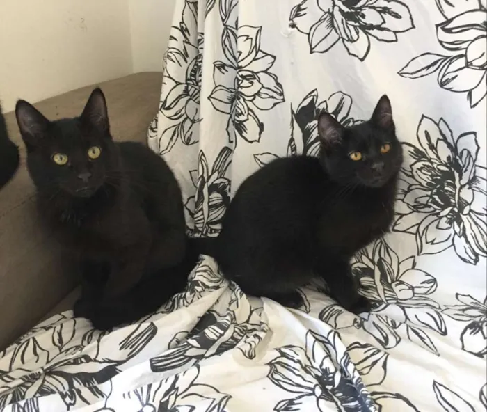 Gato raça Sem raça definida  idade 2 a 6 meses nome Banguela e Marte