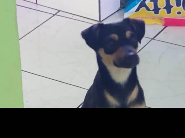 Cachorro raça Viralata idade 1 ano nome Jerold