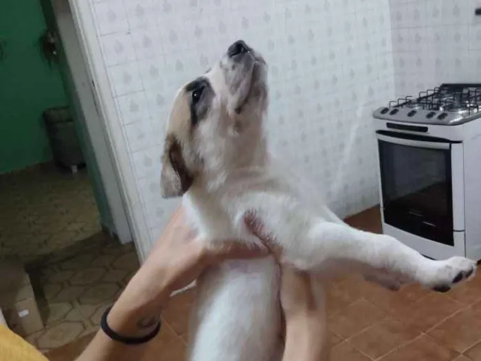 Cachorro ra a Vira lata  idade Abaixo de 2 meses nome Sem nome