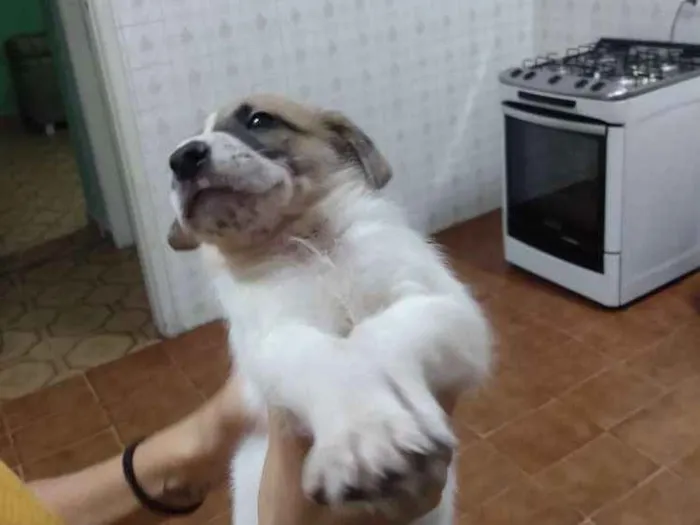 Cachorro ra a Vira lata  idade Abaixo de 2 meses nome Sem nome