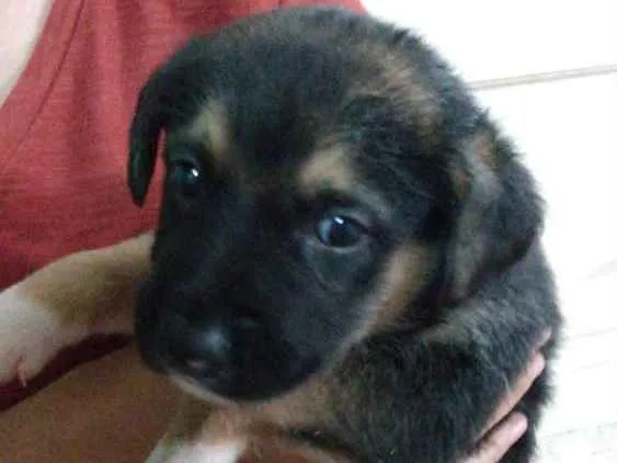 Cachorro ra a Vira lata  idade Abaixo de 2 meses nome Sem nome
