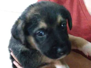 Cachorro raça Vira lata  idade Abaixo de 2 meses nome Sem nome