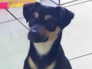 Cachorro raça Viralata idade 1 ano nome Jerold