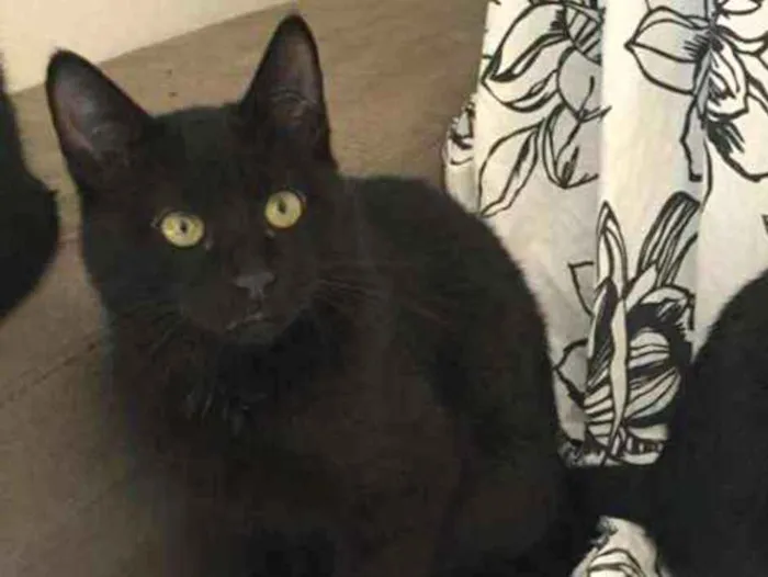 Gato raça Sem raça definida  idade 2 a 6 meses nome Banguela e Marte