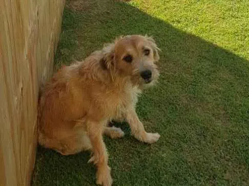 Cachorro raça RND idade 1 ano nome Maggie
