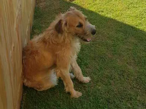 Cachorro raça RND idade 1 ano nome Maggie