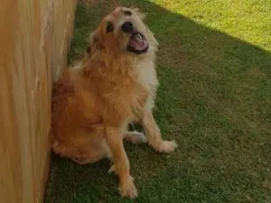Cachorro raça RND idade 1 ano nome Maggie