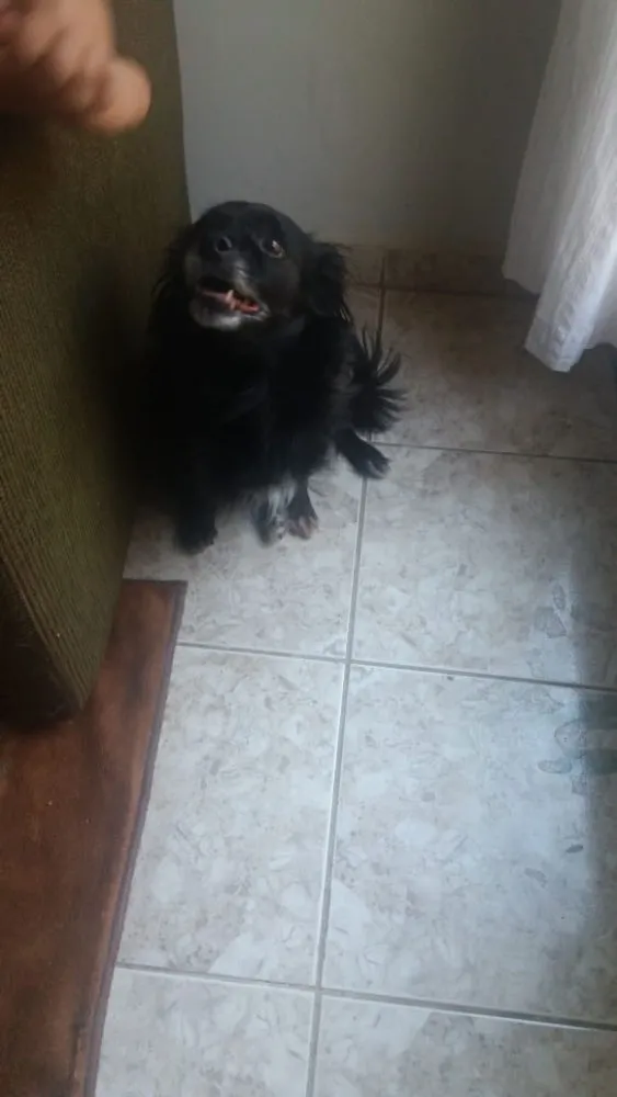 Cachorro raça Vira lata idade 6 ou mais anos nome Duda