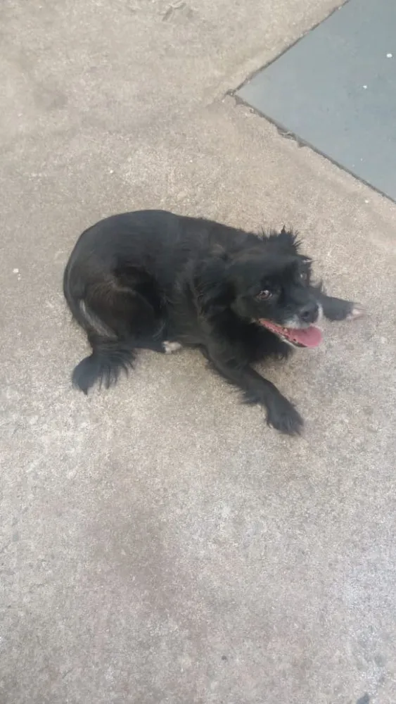 Cachorro raça Vira lata idade 6 ou mais anos nome Duda